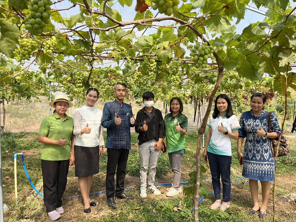 เยี่ยมแปลงองุ่น YSF