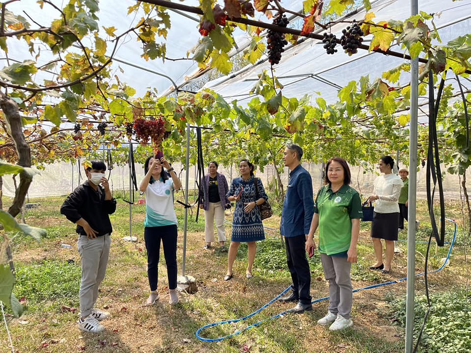 เยี่ยมแปลงองุ่น YSF-2