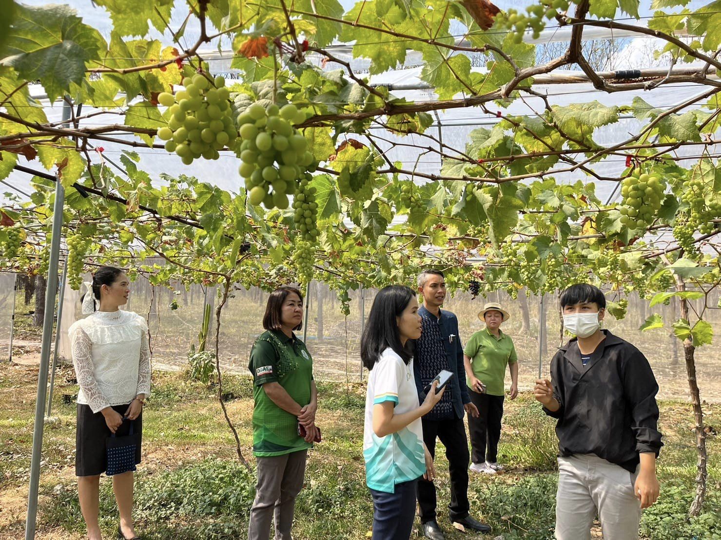 เยี่ยมแปลงองุ่น YSF-3