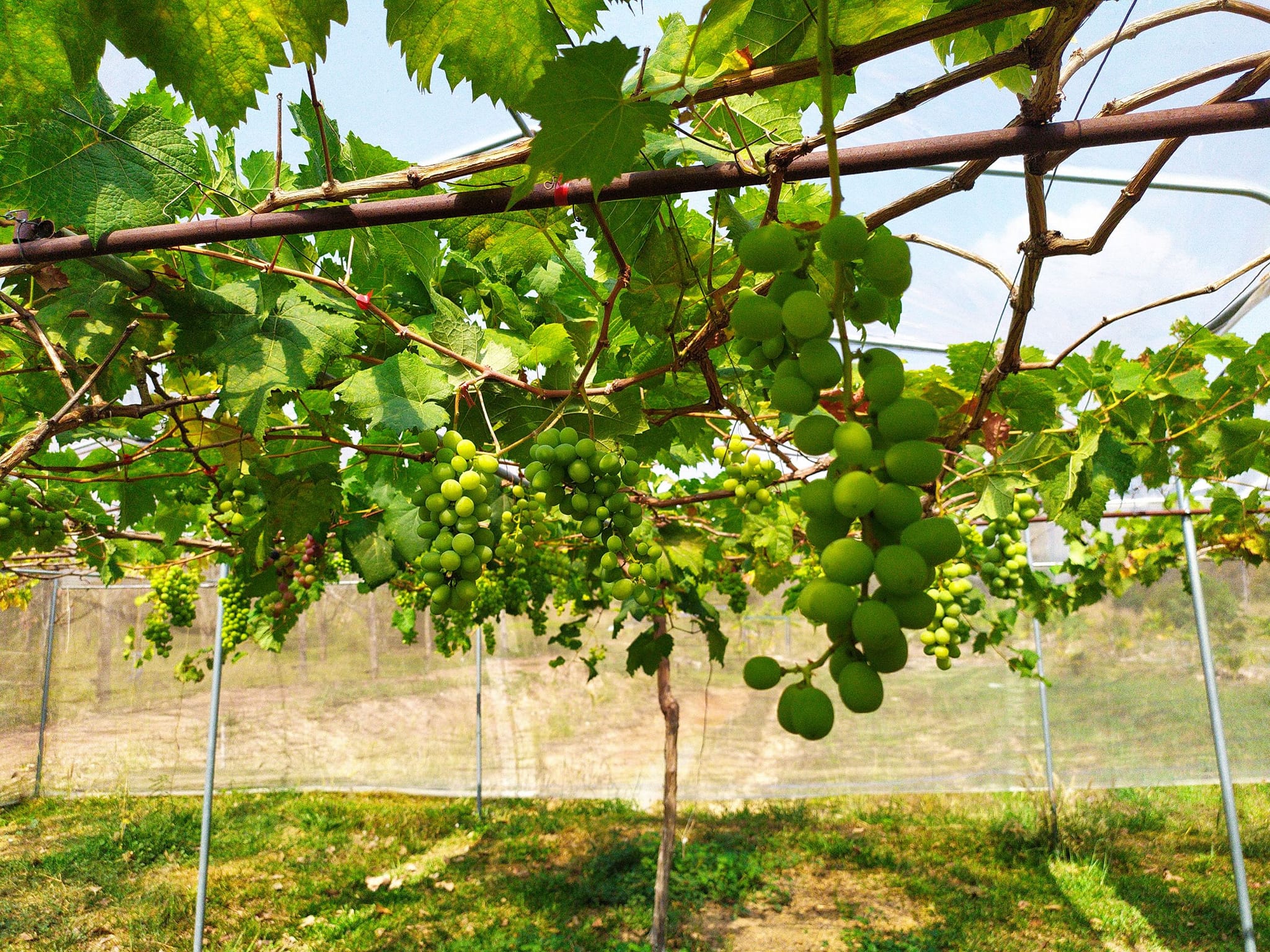 เยี่ยมแปลงองุ่น YSF-4