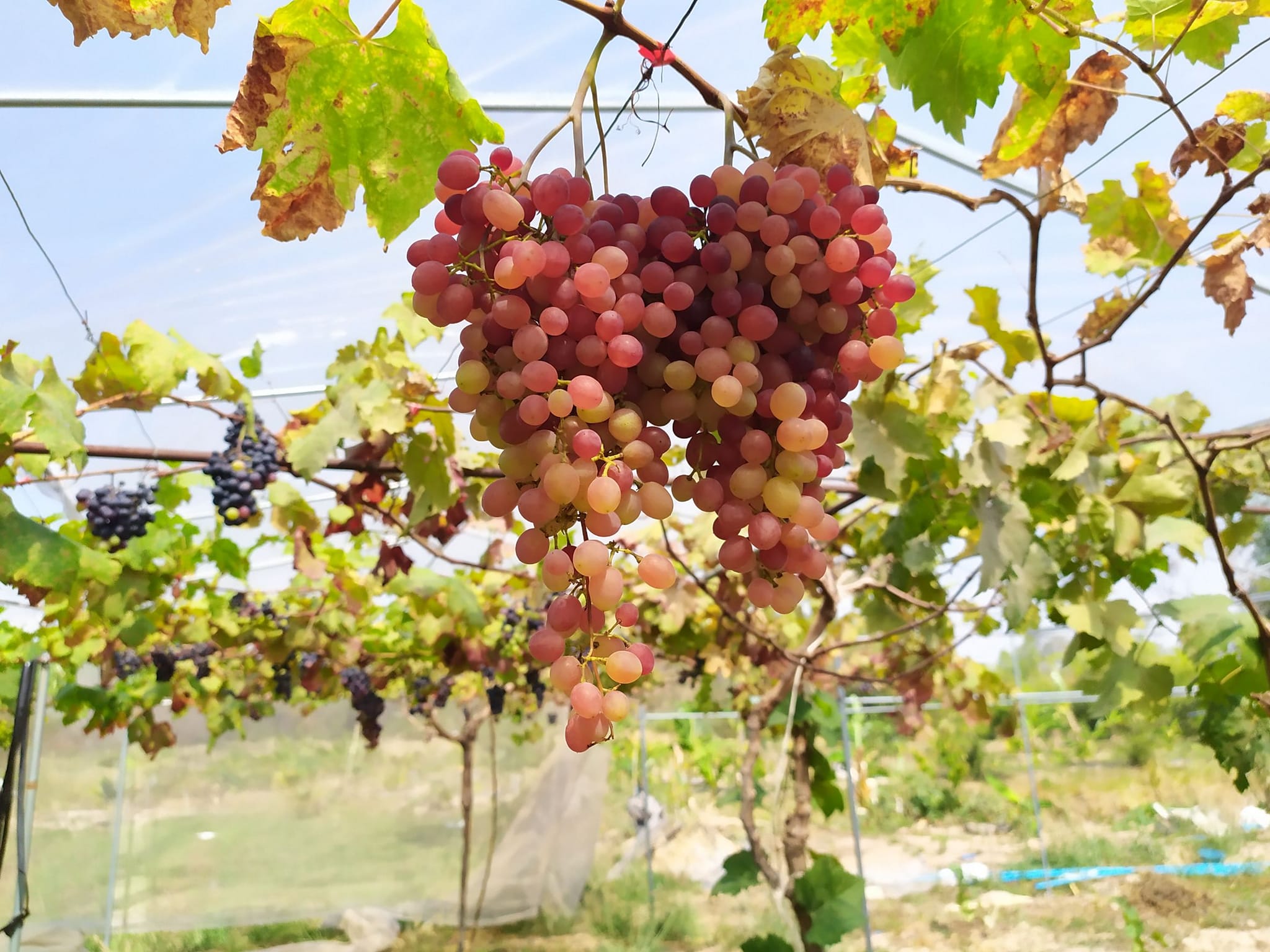 เยี่ยมแปลงองุ่น YSF-5