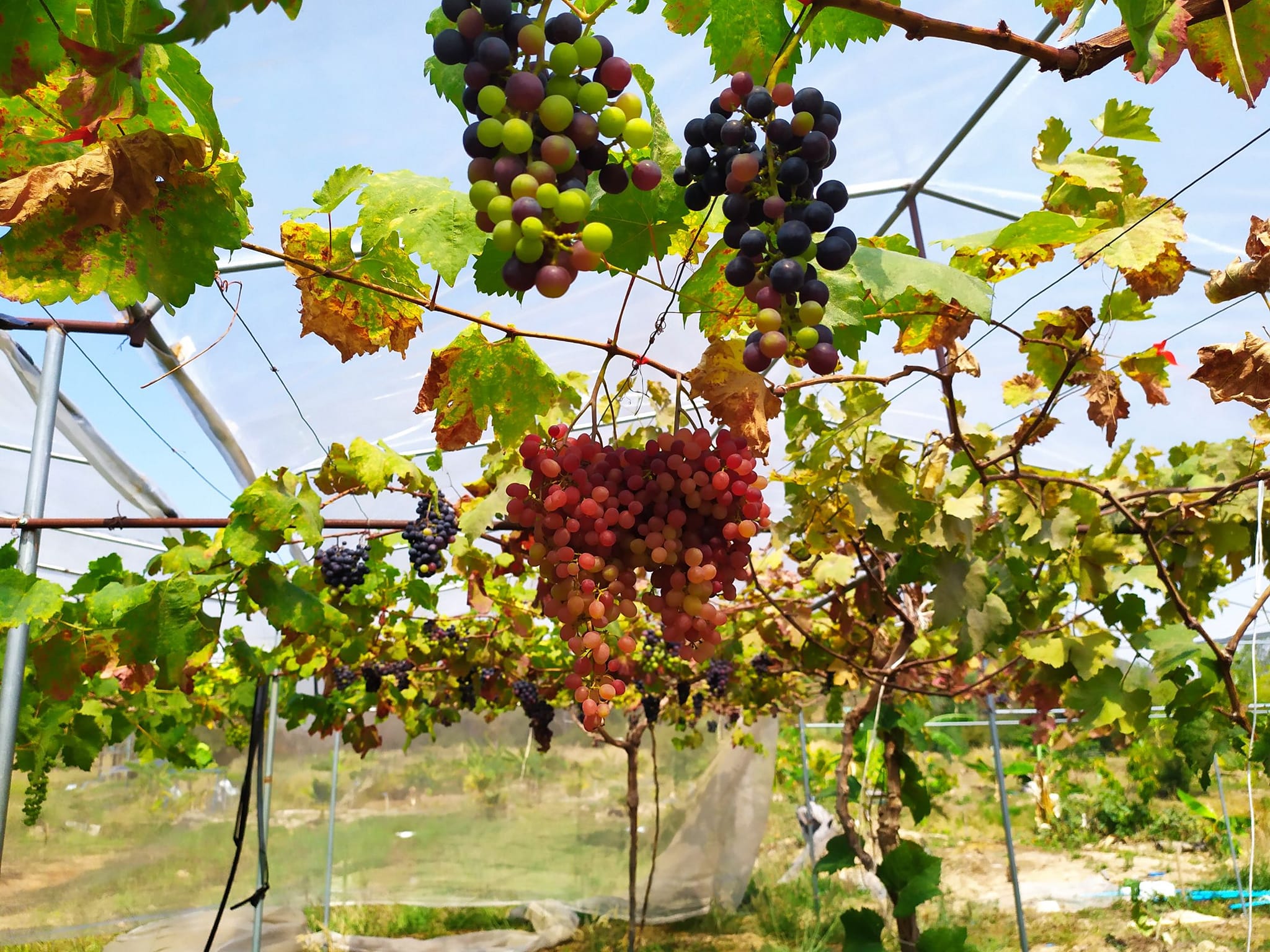 เยี่ยมแปลงองุ่น YSF-6