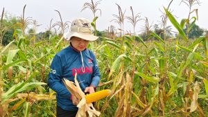 ข้าวโพดเลี้ยงสัตว์2567_๒๔๐๓๒๖_0_0