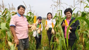 ข้าวโพดเลี้ยงสัตว์2567_๒๔๐๓๒๖_1_0