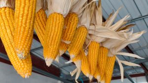 ข้าวโพดเลี้ยงสัตว์2567_๒๔๐๓๒๖_1_0_0