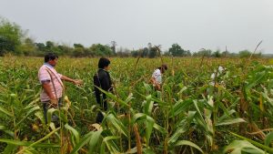 ข้าวโพดเลี้ยงสัตว์2567_๒๔๐๓๒๖_2_0