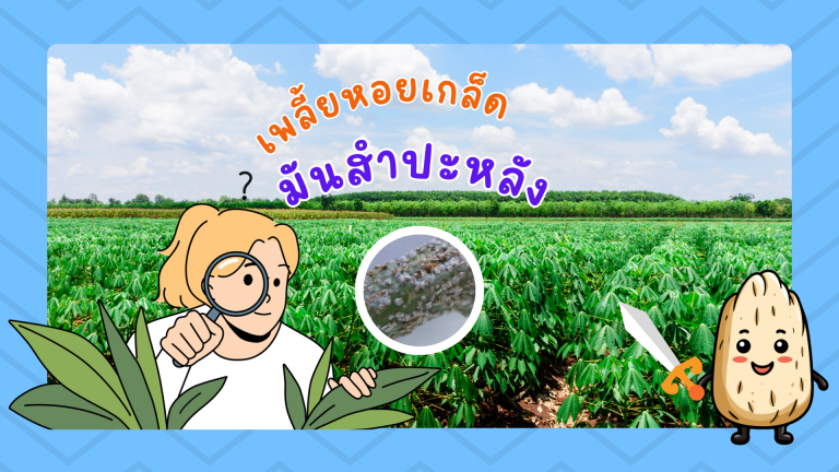 เตือนการระบาดศัตรูพืช เพลี้ยหอยเกล็ดมันสำปะหลัง