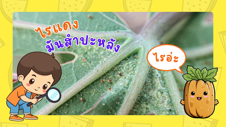 เตือนการระบาดศัตรูพืช ไรแดงมันสำปะหลัง