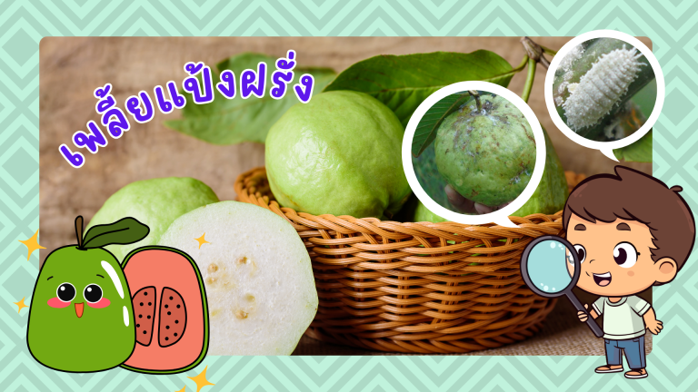 เตือนการระบาดศัตรูพืช เพลี้ยแป้งฝรั่ง